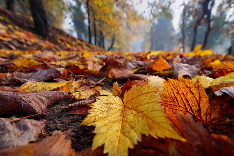 Уборка и компостирование растительных остатков: наводим порядок в зиму