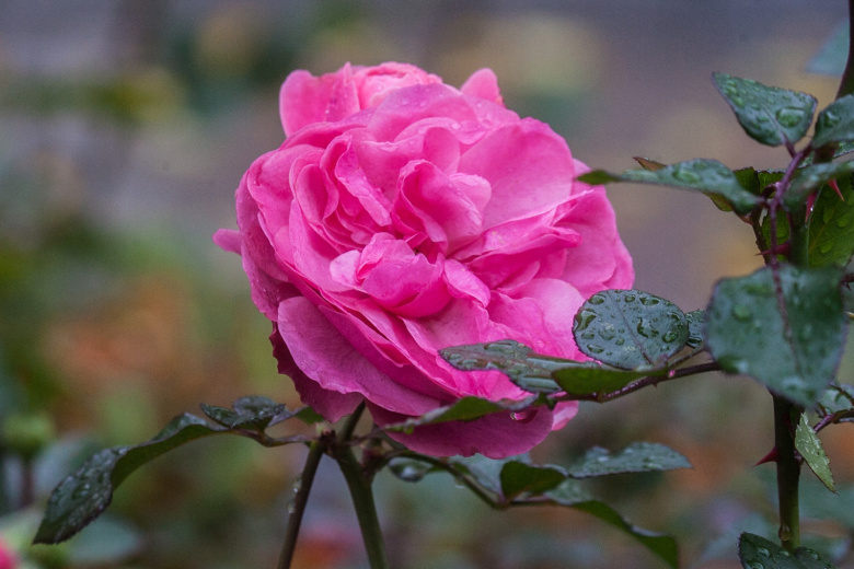 Как укрыть розы на зиму