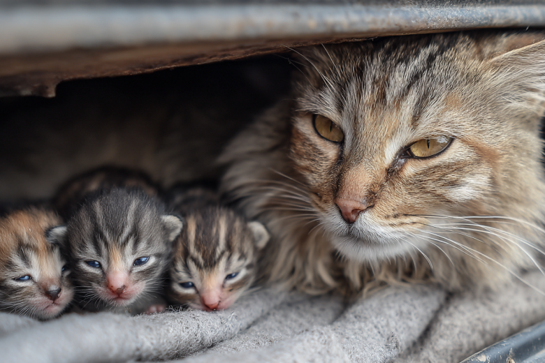 koshka-rodila-kotjat-v-neobychnom-meste-stolicy-ba5c478.jpg