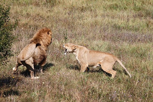 Парк львов «Тайган» в Белогорском районе Крыма. Лев и львица