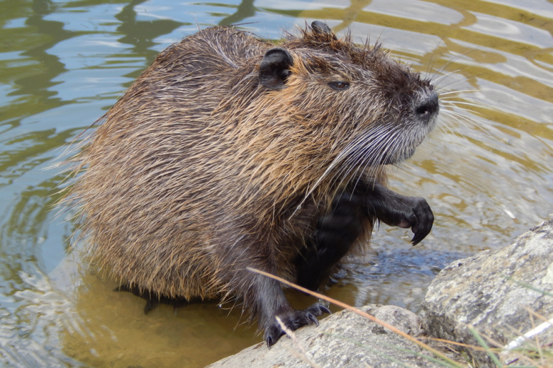 Осенний промысел: как охотиться на бобра? Научим, когда и где искать зверя