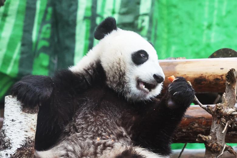 panda-katjusha-v-moskovskom-zooparke-poslednie-novosti-6-avgusta-video-91b8255.jpg