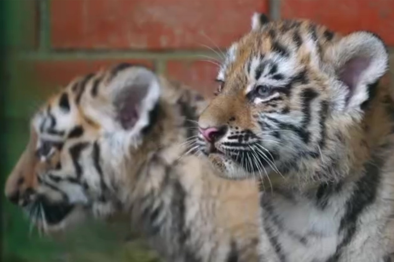 v-seme-amurskih-tigrov-moskovskogo-zooparka-proizoshlo-popolnenie-493f3f8.jpg
