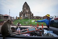 Сотни обезьян захватили целый город и устроили на улицах террор. Как их пытались остановить?